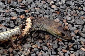 Road Killed Brown Snakes